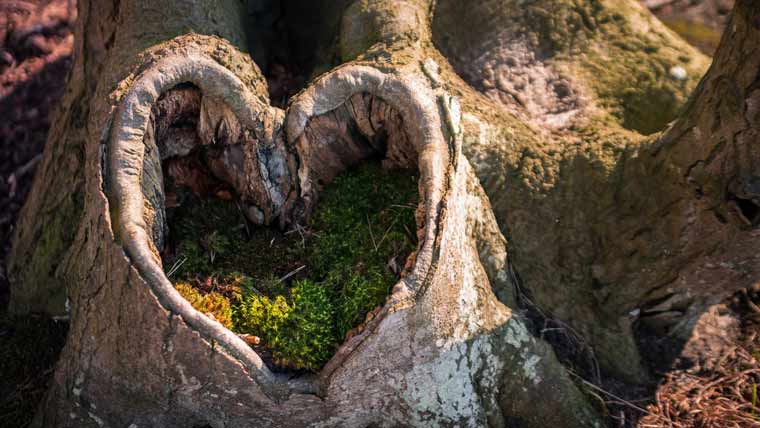 Atmen-Therapie-COPD-Waldbaden Atmen-Therapie-COPD-Waldbaden